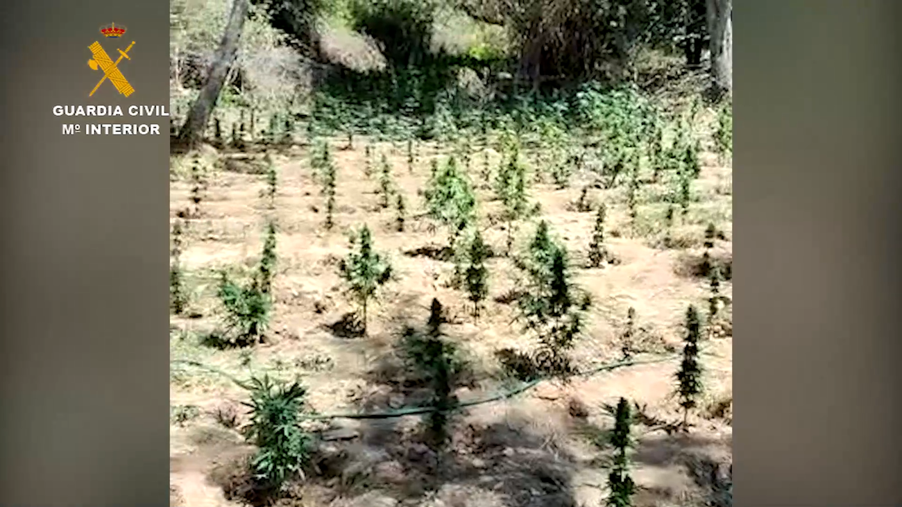 Intervenida una plantación de marihuana en el paraje protegido del embalse de El Atazar