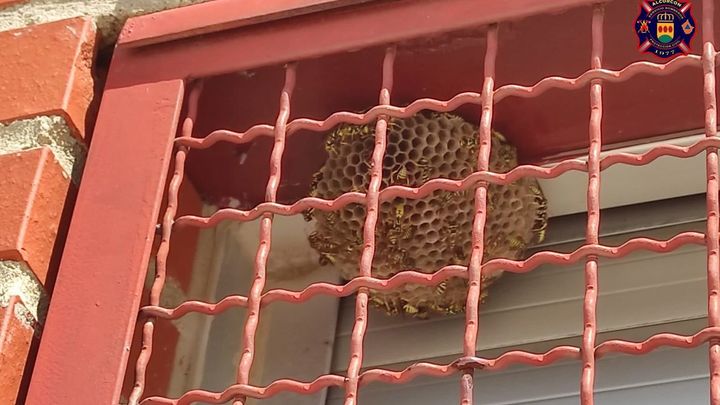 Avispero retirado posteriormente por los Bomberos de Alcorcón / BOMBEROS DE ALCORCÓN