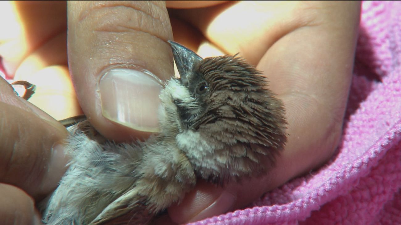 Madrid acoge uno de los mayores hospitales europeos para la recuperación de la fauna salvaje