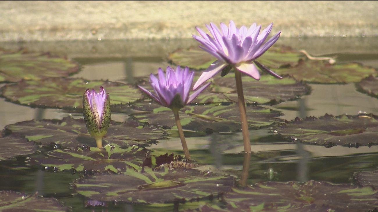 El estanque de los nenúfares alivian las altas temperaturas en el Botánico