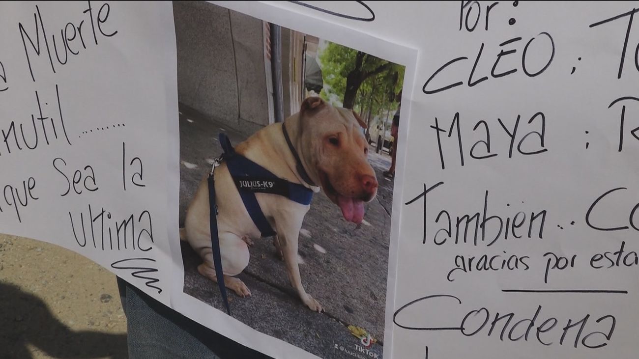 Encuentran a sus perros muertos en la guardería canina de El Alamo: “Pedimos justicia”