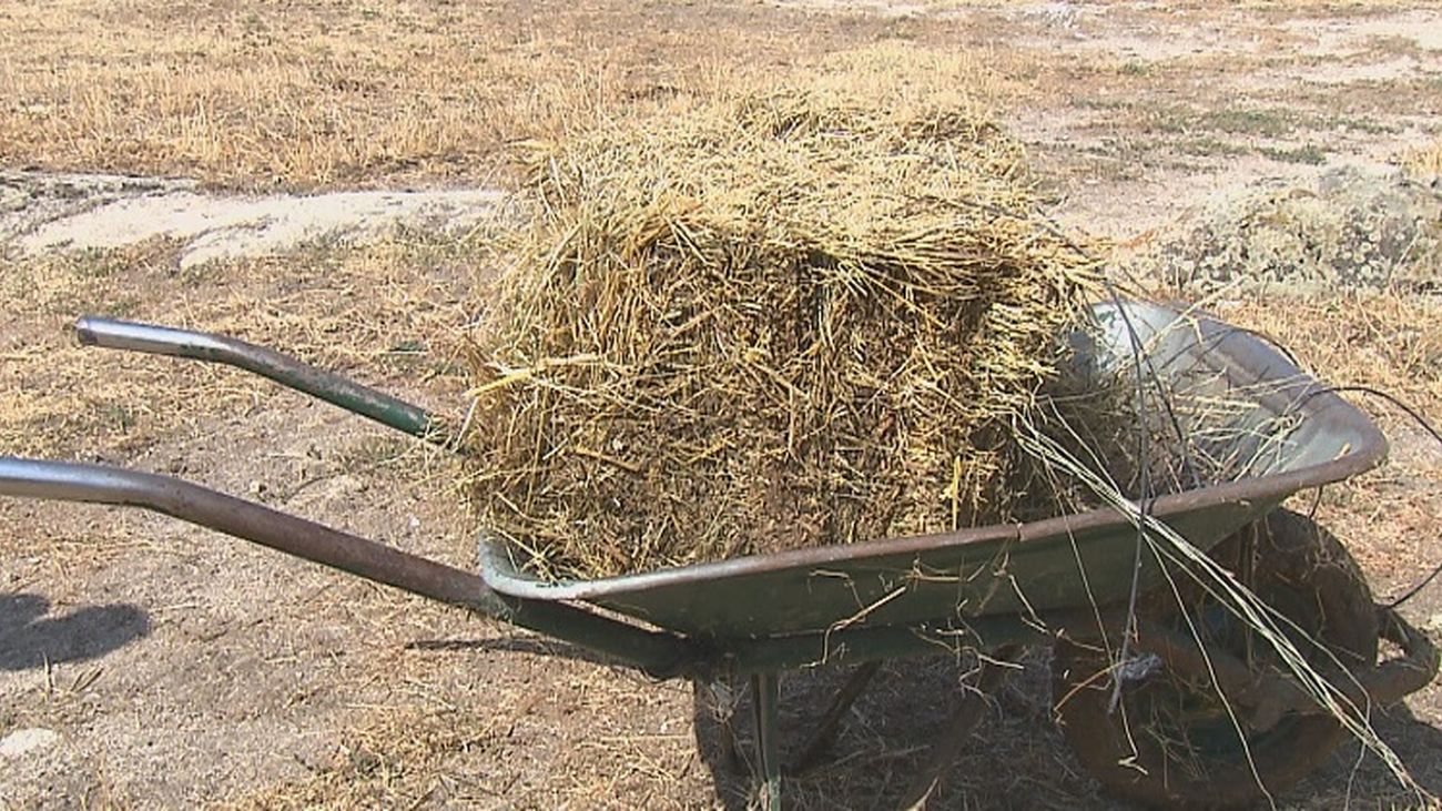 Ganaderos de Guadarrama ceden sus pastos a sus compañeros de Ávila afectados por el incendio