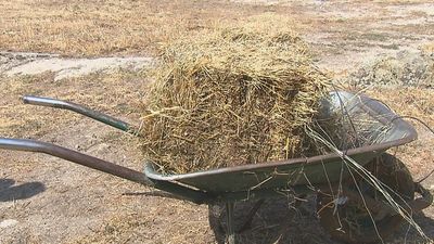 Ganaderos de Guadarrama ceden sus pastos a sus compañeros de Ávila afectados por el incendio