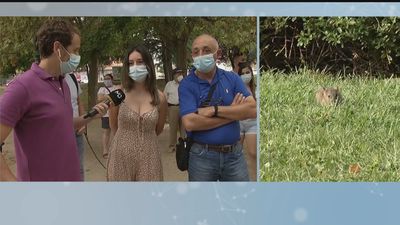 Invasión de ratas en San Fernando de Henares: “Son grandes como conejos, pedimos una solución”