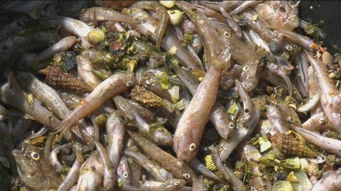 Ribera y Miras avanzan soluciones, con discrepancias, al colapso del Mar Menor