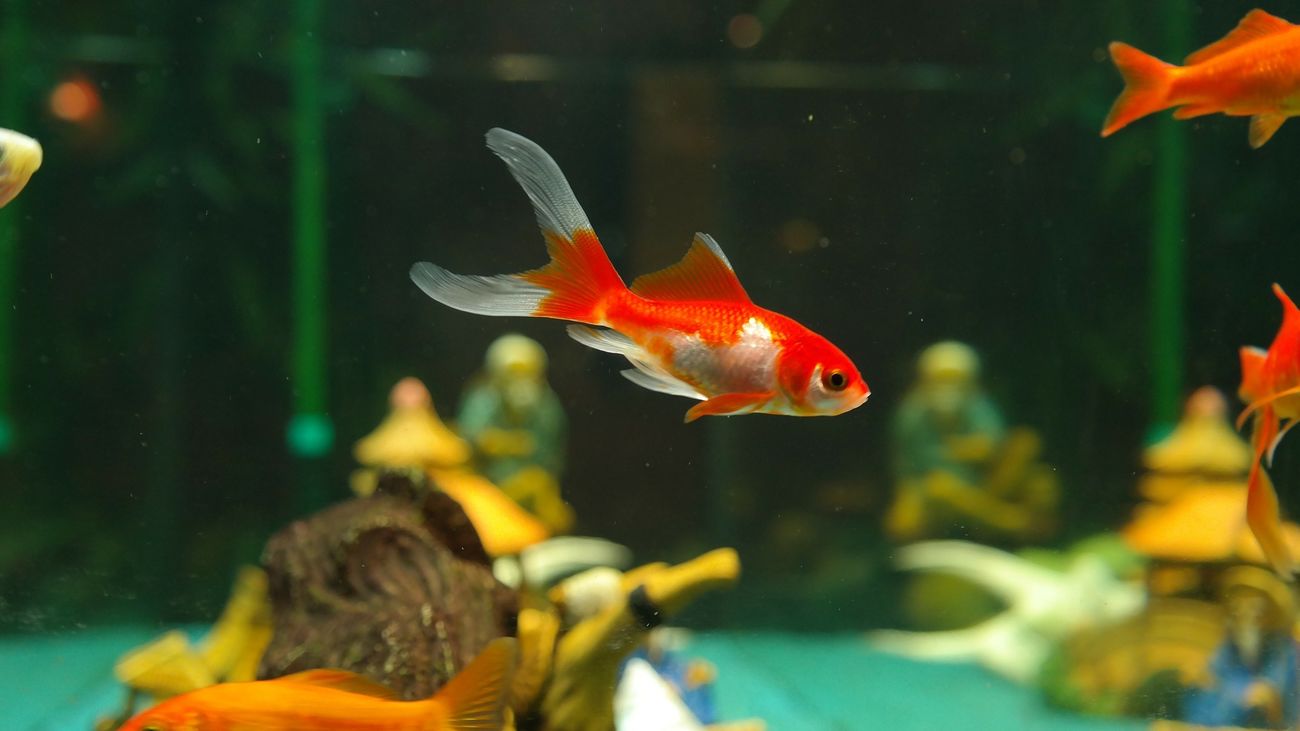 ¿Qué pez se esconde tras la pregunta?