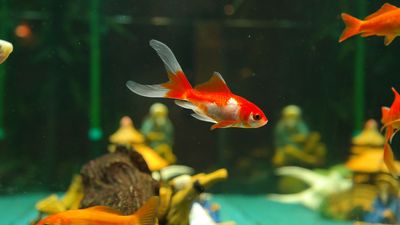 ¿Qué pez se esconde tras la pregunta?