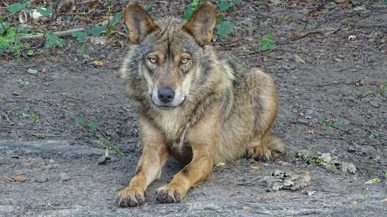 El primer escape room en España dedicado al lobo ibérico está en Villanueva de la Cañada