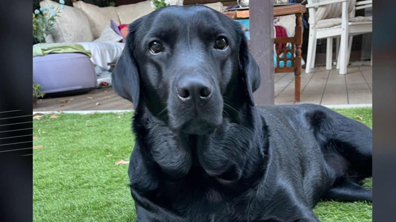 Perrita apuñalada en Daganzo de Arriba: “Le han tenido que extirpar medio pulmón”