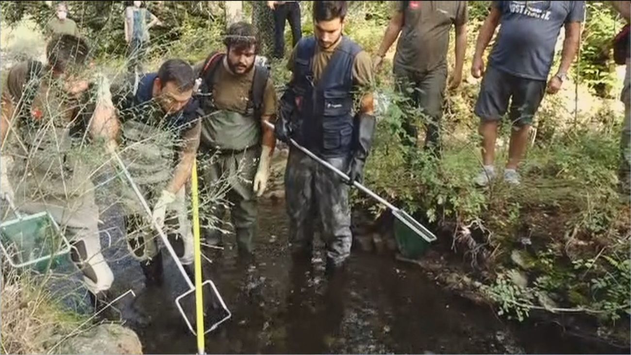 Así evitan en Buitrago de Lozoya que las truchas mueran asfixiadas