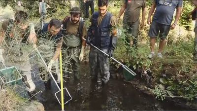 Así evitan en Buitrago de Lozoya que las truchas mueran asfixiadas