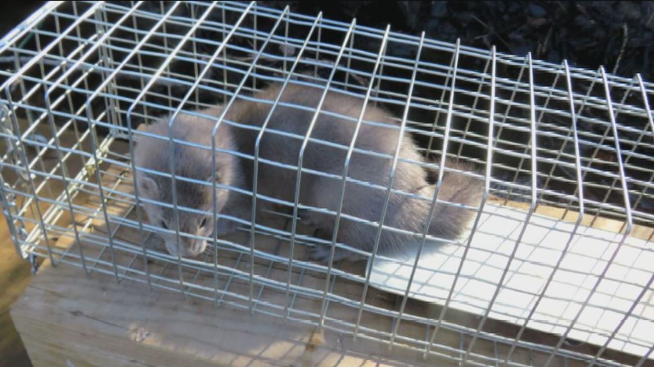 A la caza del visón americano en el río Jarama