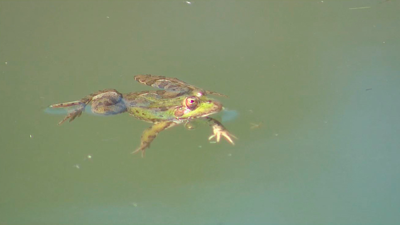 Una de las ranas que viven en 'La Alberca', Cenicientos