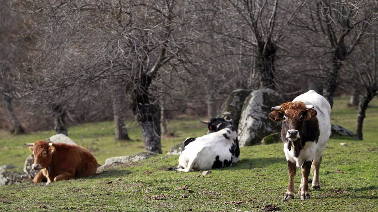 Un total de 62 razas ganaderas españolas ya cuentan con el logotipo que les avala como ‘100% autóctonas’