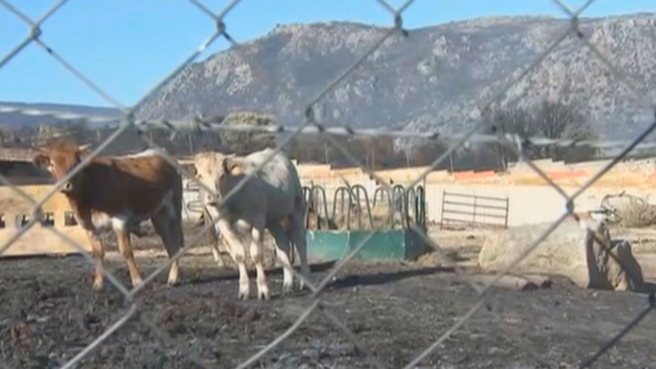 Madrid envía 30.000 kilos de pienso a los ganaderos de Avila afectados por los incendios