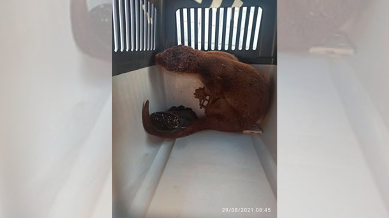 Rescatan por primera vez una nutria viva en el río Tajuña en Madrid