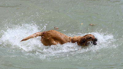 Parla cierra la temporada de piscinas, este domingo, abriendo sus puertas a los perros y sus familias
