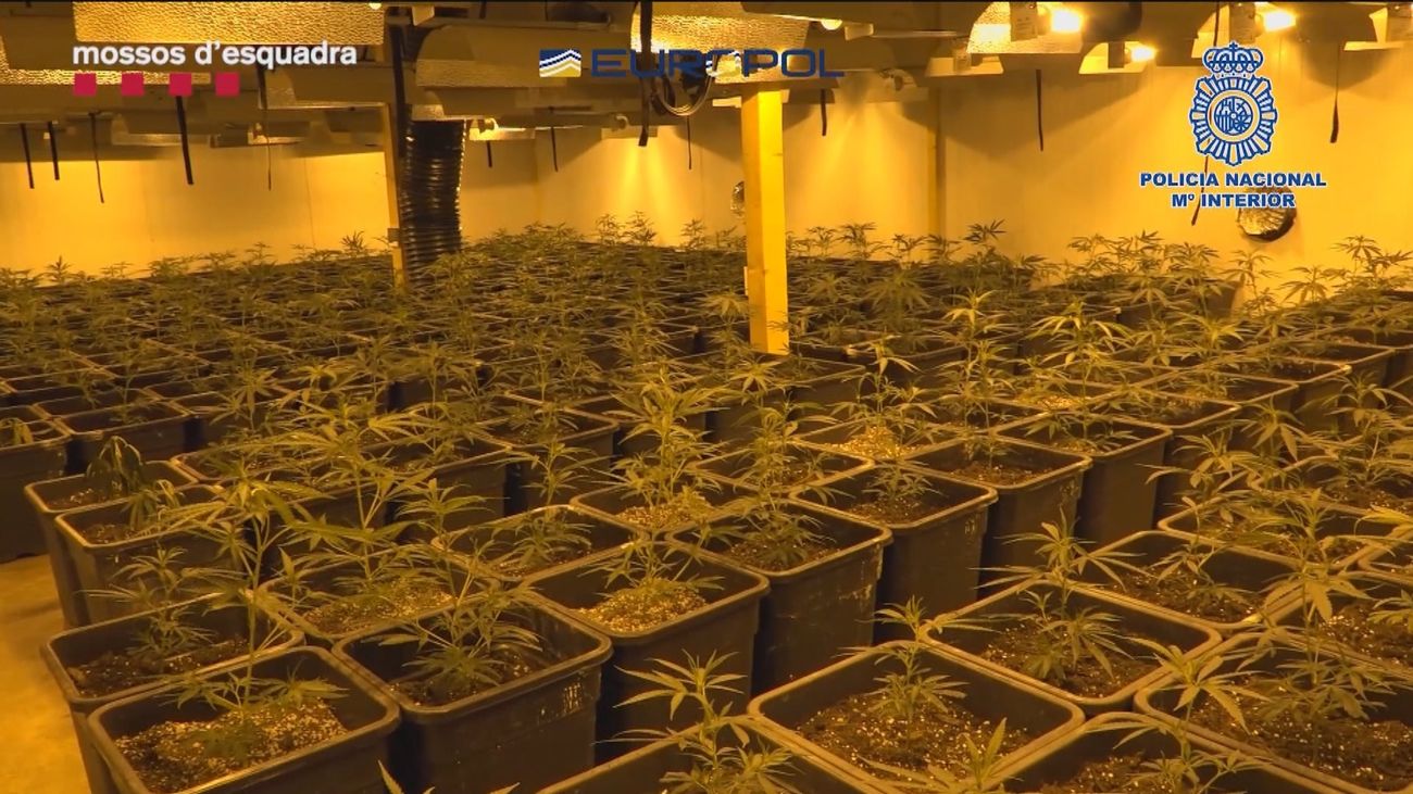 Más de 100 detenidos de una red que exportaba marihuana de España al resto de Europa