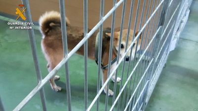 Dos detenidos por matar y maltratar a varios perros en la guardería de El Álamo durante la pandemia