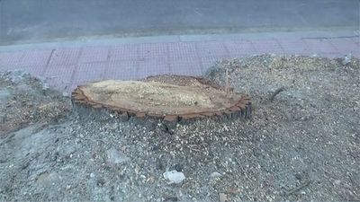 Los vecinos de Valdemoro denuncian la masiva tala de árboles centenarios