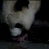 Nacen osos panda gemelos en el Zoo de Madrid