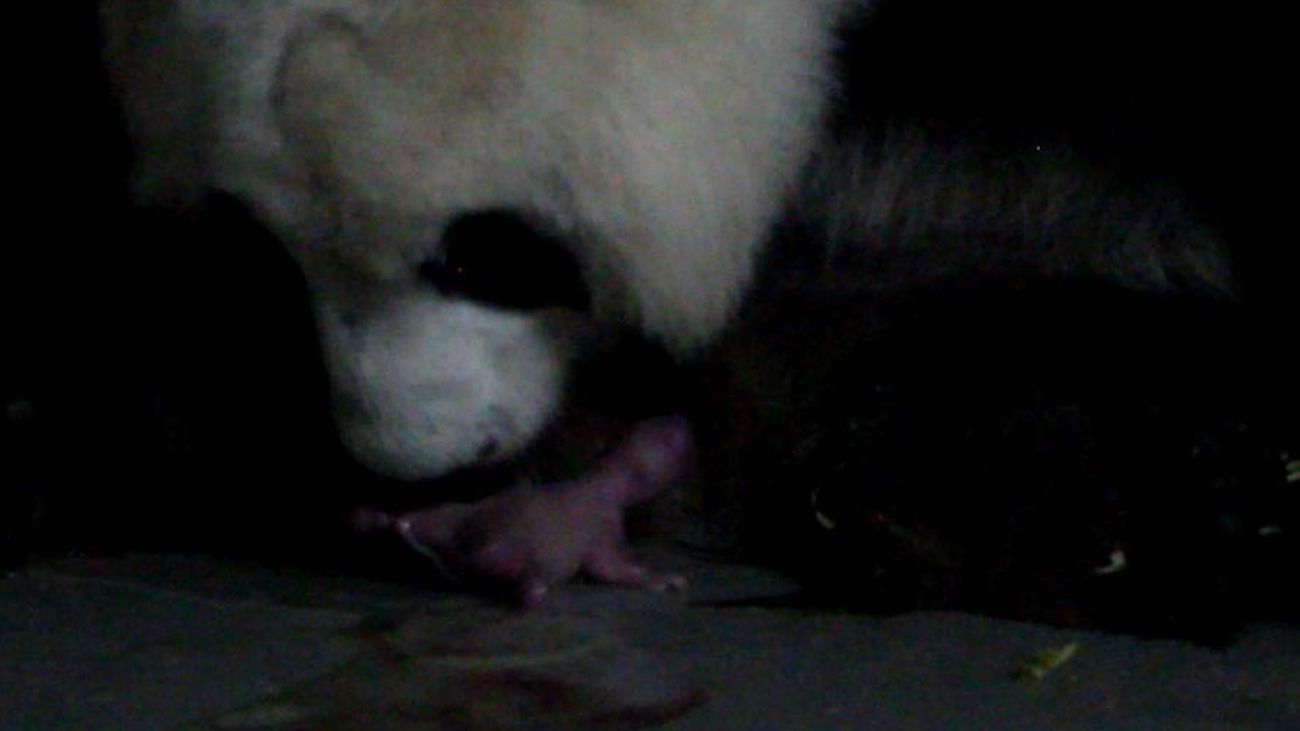 Captura del vídeo del nacimiento de los pandas gemelos en el Zoo de Madrid