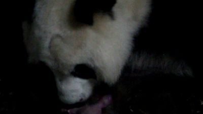 Nacen osos panda gemelos en el Zoo de Madrid