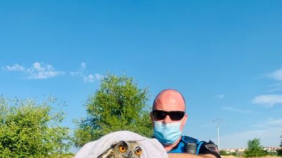 Policías de Leganés rescatan un ejemplar joven de búho real herido