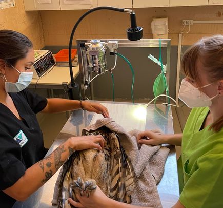 Veterinarios de Grefa realizan el primer reconocimiento al pollo de búho real / GREFA