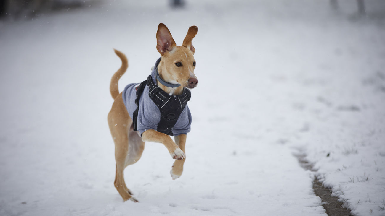 Rivas tendrá un 'Paseo de los animales' en el Parque Lineal