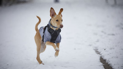 Rivas tendrá un 'Paseo de los animales' en el Parque Lineal