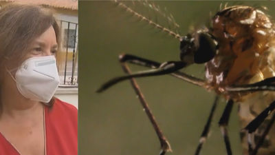 Consejos para evitar la proliferación del mosquito tigre en Rivas Vaciamadrid