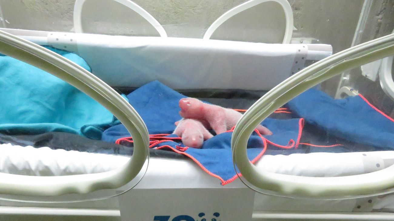 Las dos crías de panda dentro de la incubadora del zoo