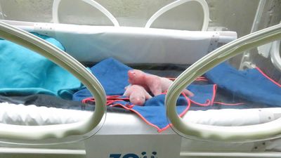 Pendientes de conocer el sexo de los pandas gemelos nacidos en el Zoo de Madrid