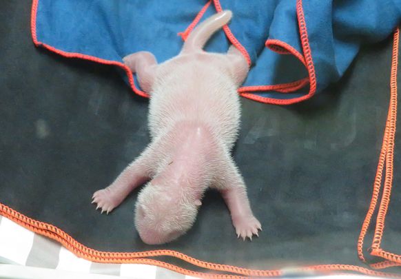 Uno de los osos panda nacido en el Zoo de Madrid dentro de la incubadora / ZOO DE MADRID