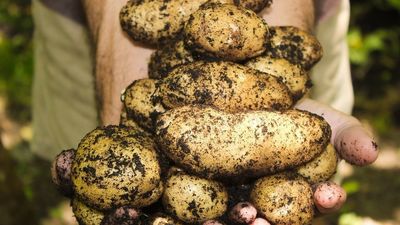 El pabellón 8 de Ifema se llena de productos ecológicos