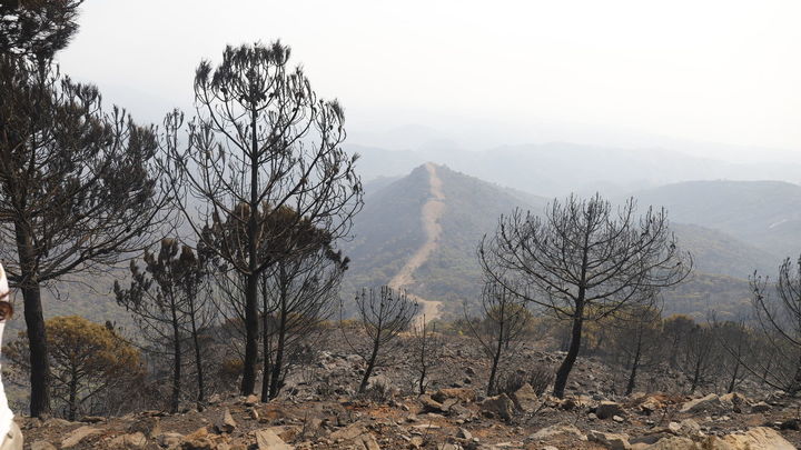 El viento complica las labores de extinción del incendio de la Sierra Bermeja en Málaga