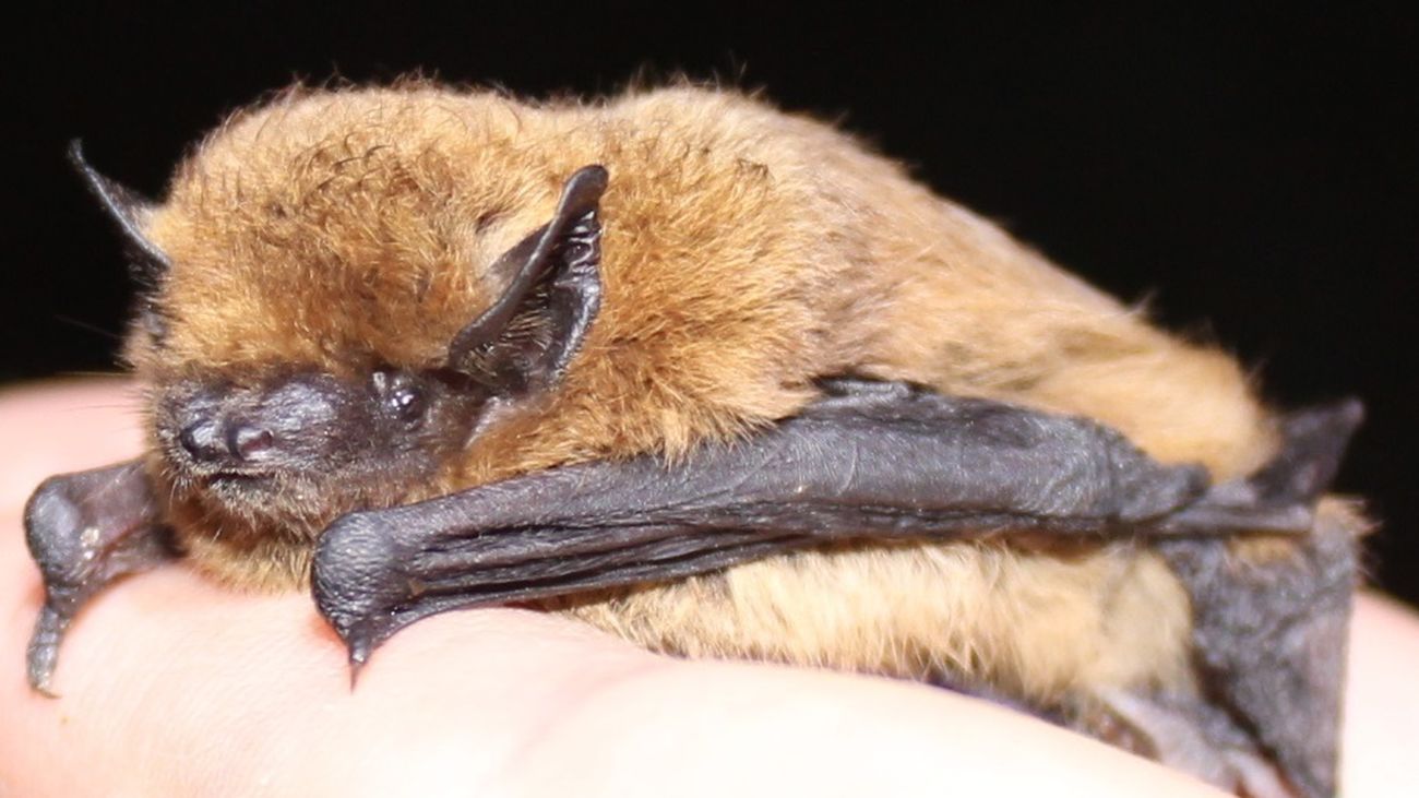 Imagen de un murciélago