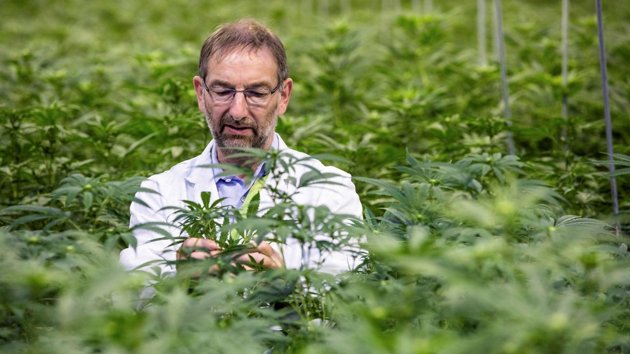 Autorizado en España el primer fármaco derivado del cannabis