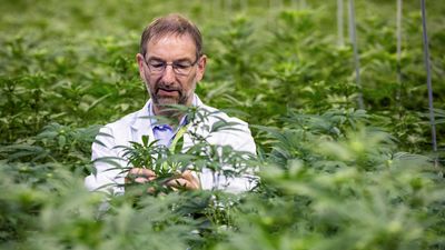 Autorizado en España el primer fármaco derivado del cannabis