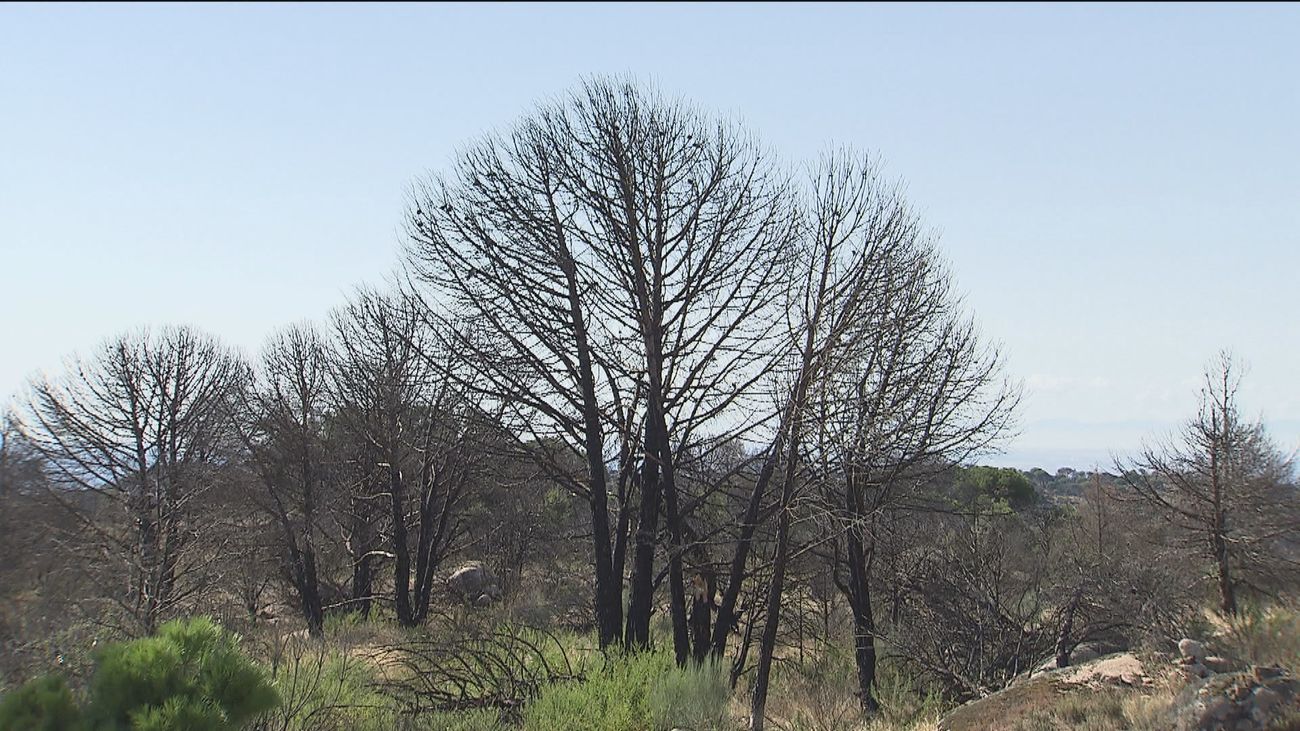 Comienza la reforestación en Cadalso de los Vidrios de la zona afectada por el incendio  de 2019