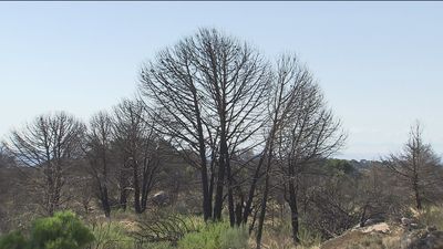 Comienza la reforestación en Cadalso de los Vidrios de la zona afectada por el incendio  de 2019