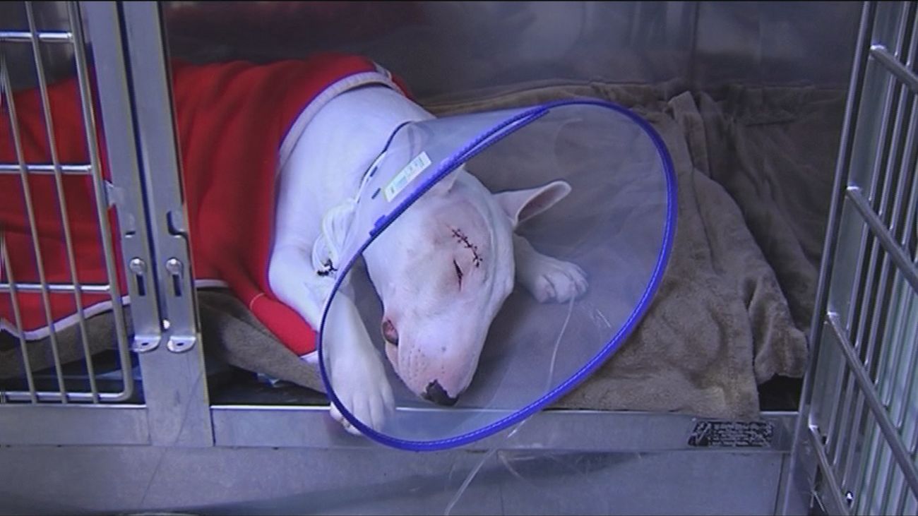 El Gobierno unificará la lista de perros peligrosos en todo el país