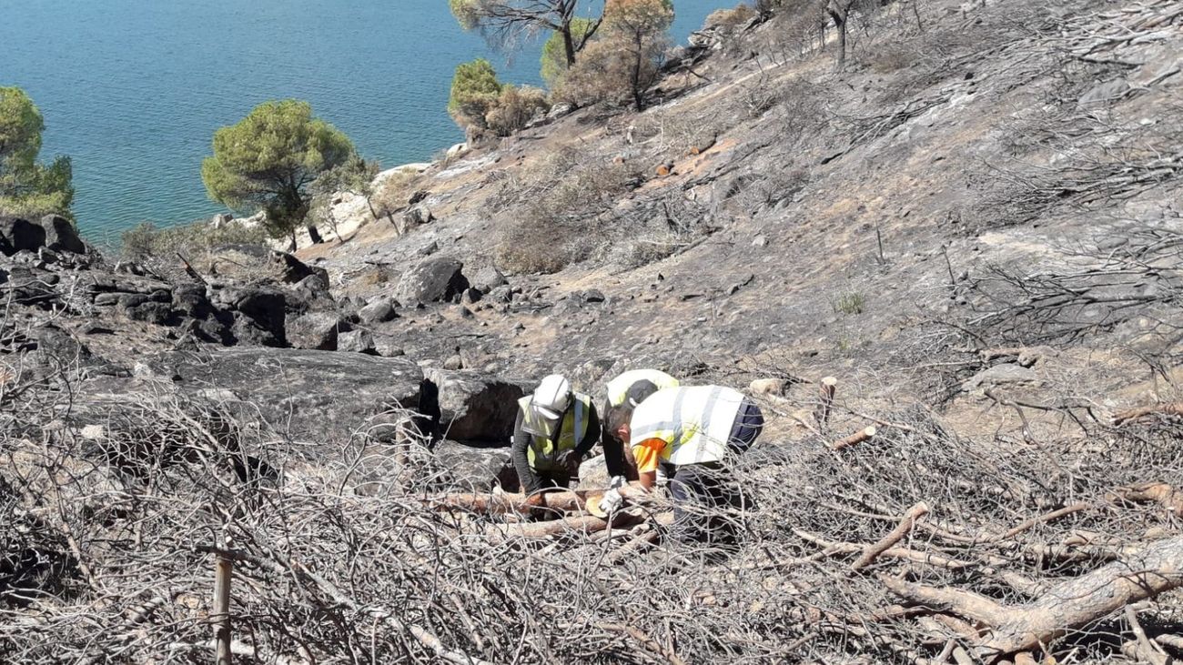 La Confederación del Tajo inicia la restauración de la zona quemada del embalse de San Juan
