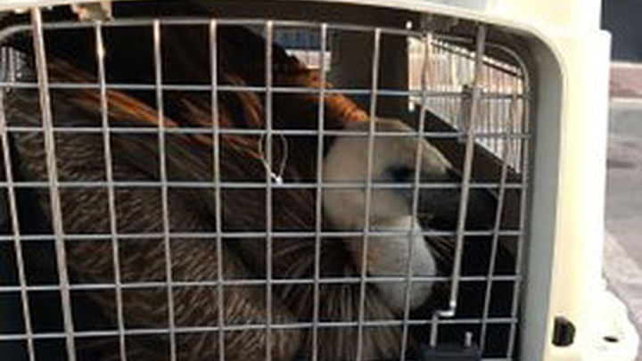 Buitre rescatado / BOMBEROS DE ALCORCÓN