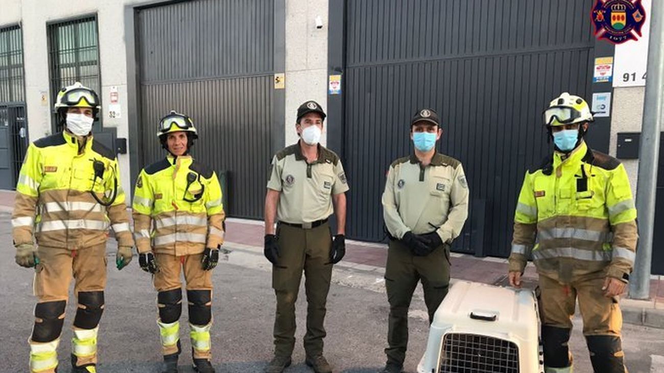 Agentes forestales y bomberos rescatan a un buitre atrapado en una nave industrial de Alcorcón