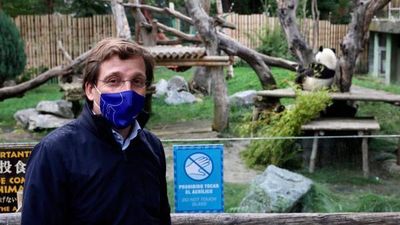 Almeida visita a los gemelos de oso panda nacidos en el Zoo de Madrid