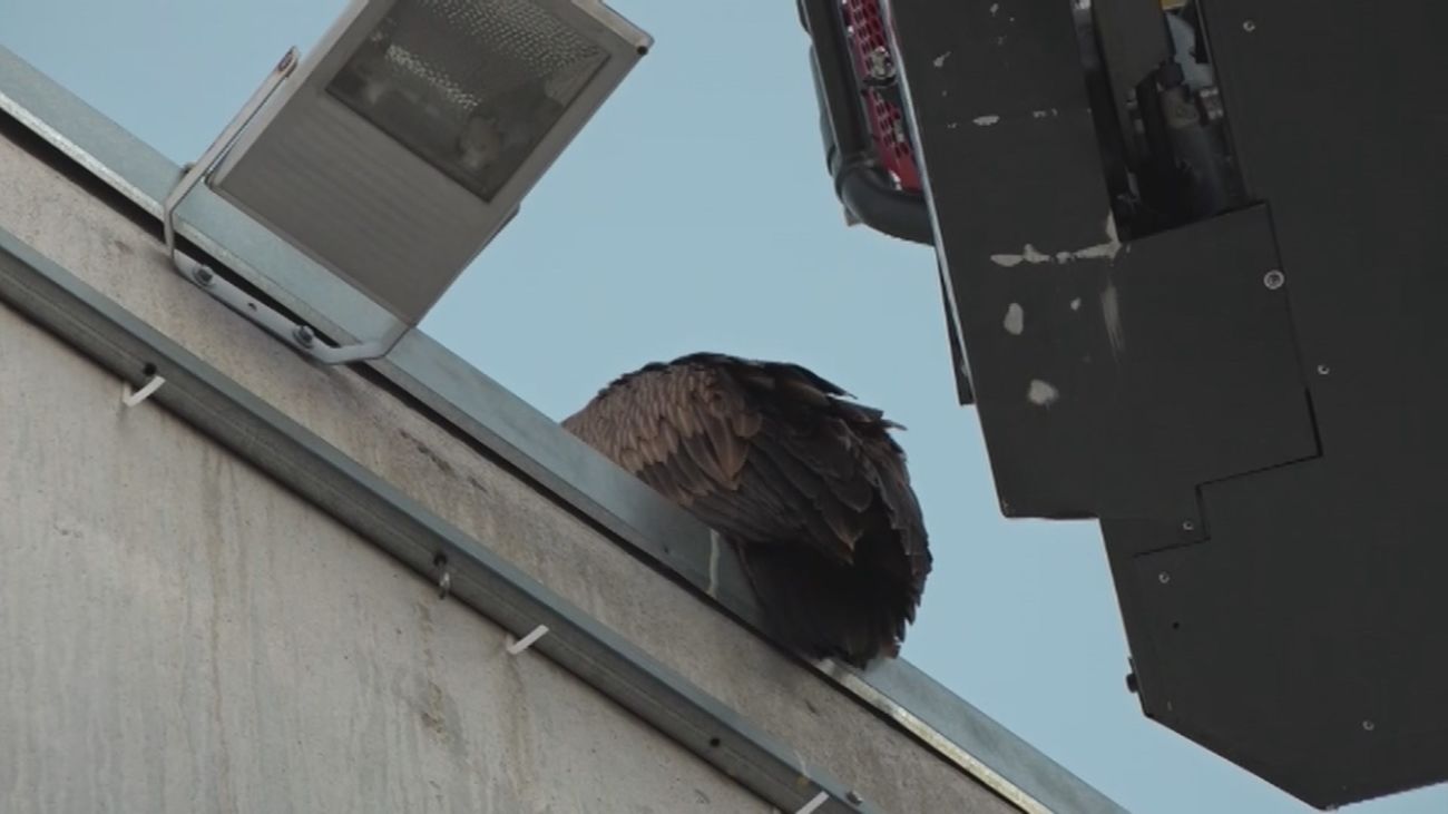Los Bomberos de Alcorcón intervienen para rescatar un buitre