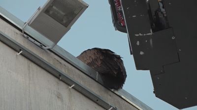 Los Bomberos de Alcorcón intervienen para rescatar un buitre