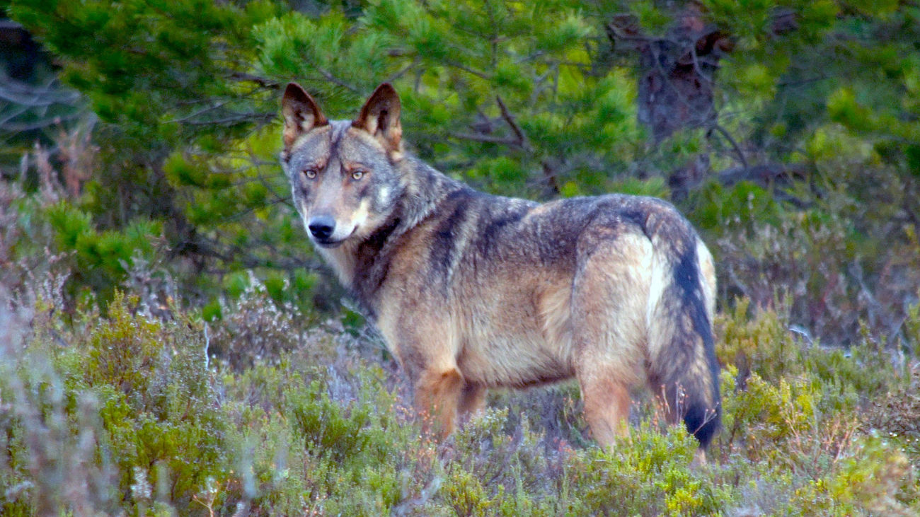 La caza del lobo queda prohibida definitivamente en España
